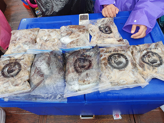 [푸른바다3호]10월07일 쭈꾸미 갑오징어 조황