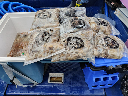 [푸른바다3호]10월06일 쭈꾸미 갑오징어 조황