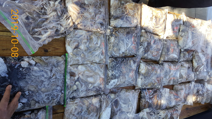 [바다용사호]10월08일 쭈꾸미 갑오징어 조황