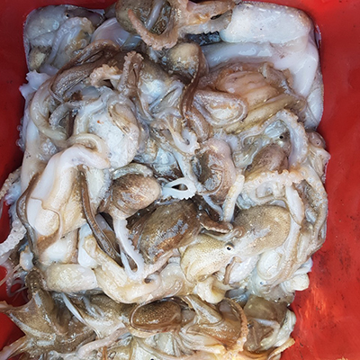 [푸른바다2호]10월12일 쭈꾸미 갑오징어 조황