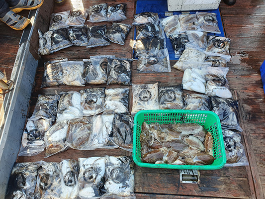 [푸른바다3호]10월17일 쭈꾸미 갑오징어 조황