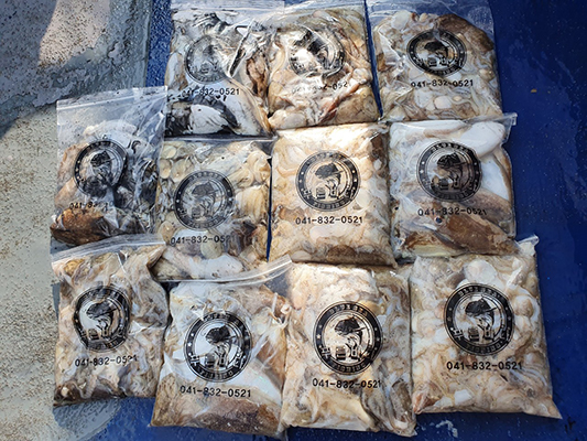 [푸른바다3호] 10월04일 쭈꾸미 갑오징어 조황