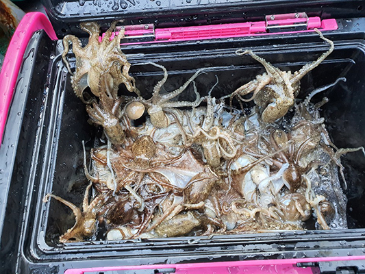 [푸른바다7호]10월20일 쭈꾸미 갑오징어 조황