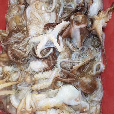 [푸른바다2호]10월09일 쭈꾸미 갑오징어 조황