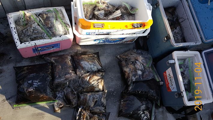 [바다용사호]11월04일 쭈꾸미 갑오징어 조황