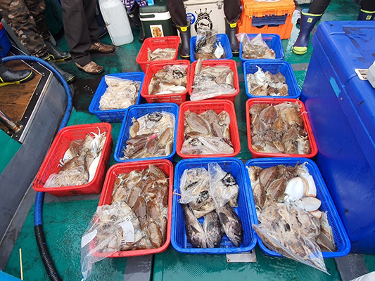 [푸른바다7호]11월03일 쭈꾸미 갑오징어 조황