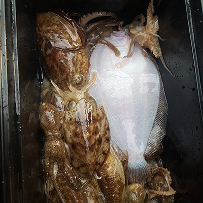 [푸른바다2호]11월03일 쭈꾸미 갑오징어 조황