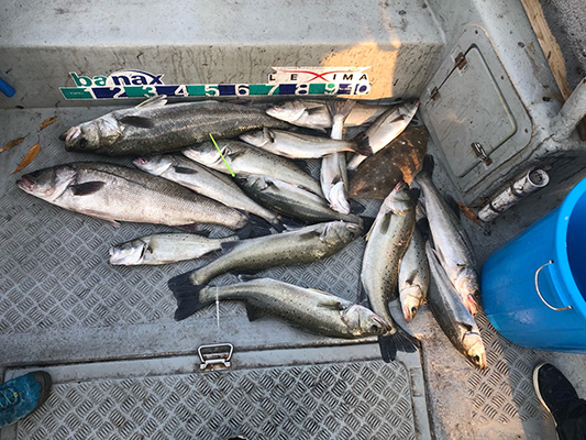 [스마일호]11월16일 농어 조황