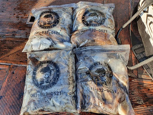 [푸른바다3호]11월09일 쭈꾸미 갑오징어 조황