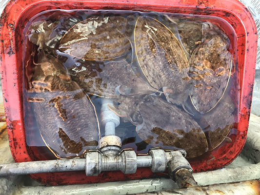 [스마일호]11월03일 쭈꾸미 갑오징어 조황