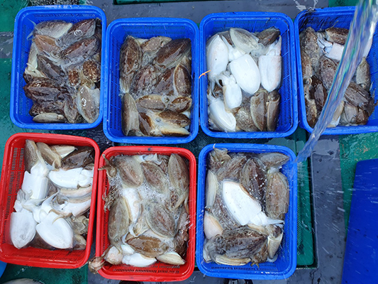 [푸른바다7호]11월01일 쭈꾸미 갑오징어 조황