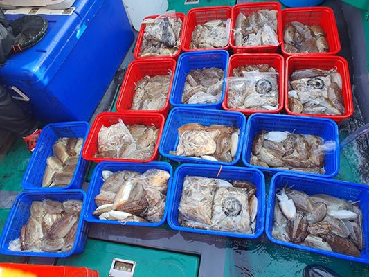 [푸른바다7호]11월04일 쭈꾸미 갑오징어 조황