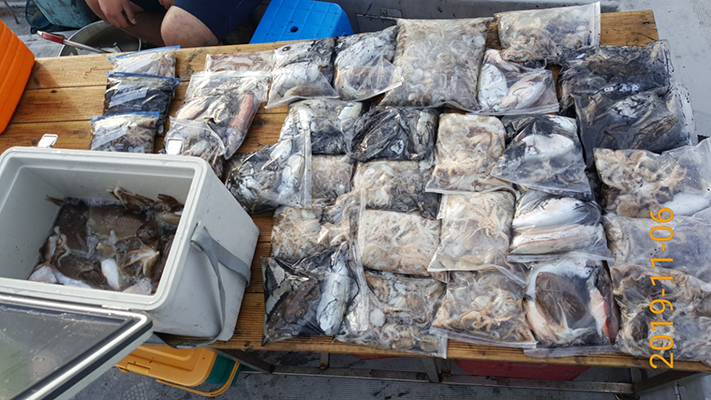 [바다용사호]11월06일 쭈꾸미 갑오징어 조황