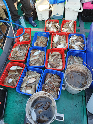 [푸른바다7호]11월09일 쭈꾸미 갑오징어 조황