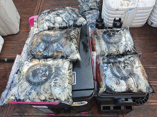 [푸른바다3호]11월05일 쭈꾸미 갑오징어 조황