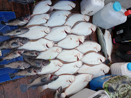 [푸른바다3호]11월10일 광어 조황