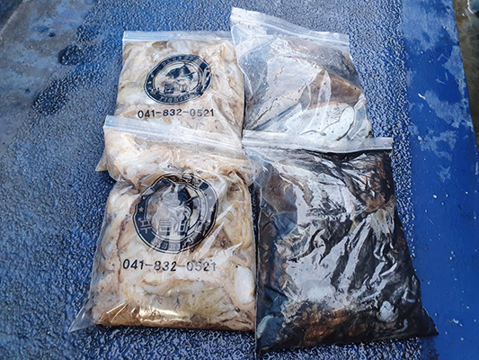 [푸른바다3호]11월06일 쭈꾸미 갑오징어 조황