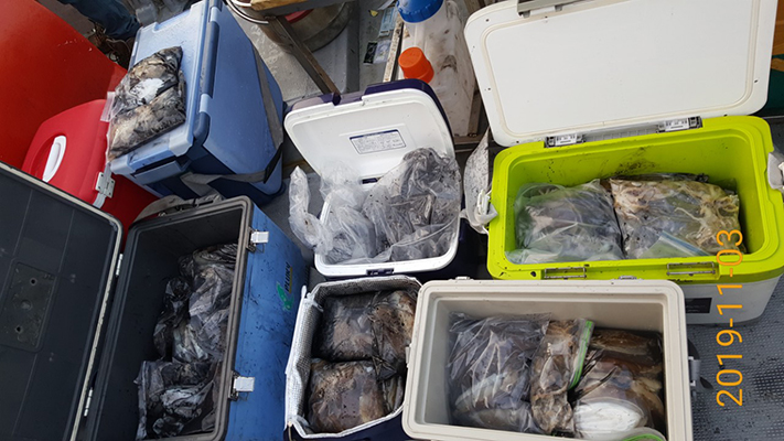 [바다용사호]11월03일 쭈꾸미 갑오징어 조황