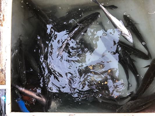 [스마일호]10월30일 농어 조황