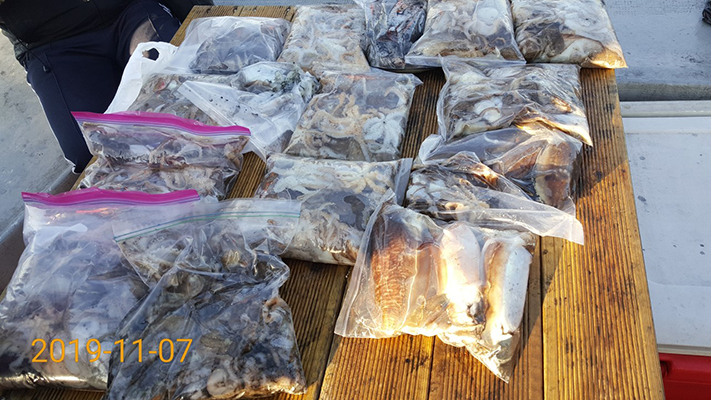 [바다용사호]11월07일 쭈꾸미 갑오징어 조황