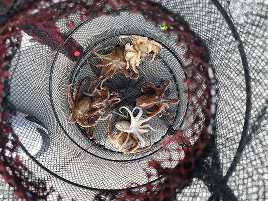 [푸른바다3호]12월05일 쭈꾸미 우럭 조황