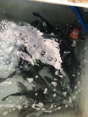 [스마일호]11월23일 농어 조황