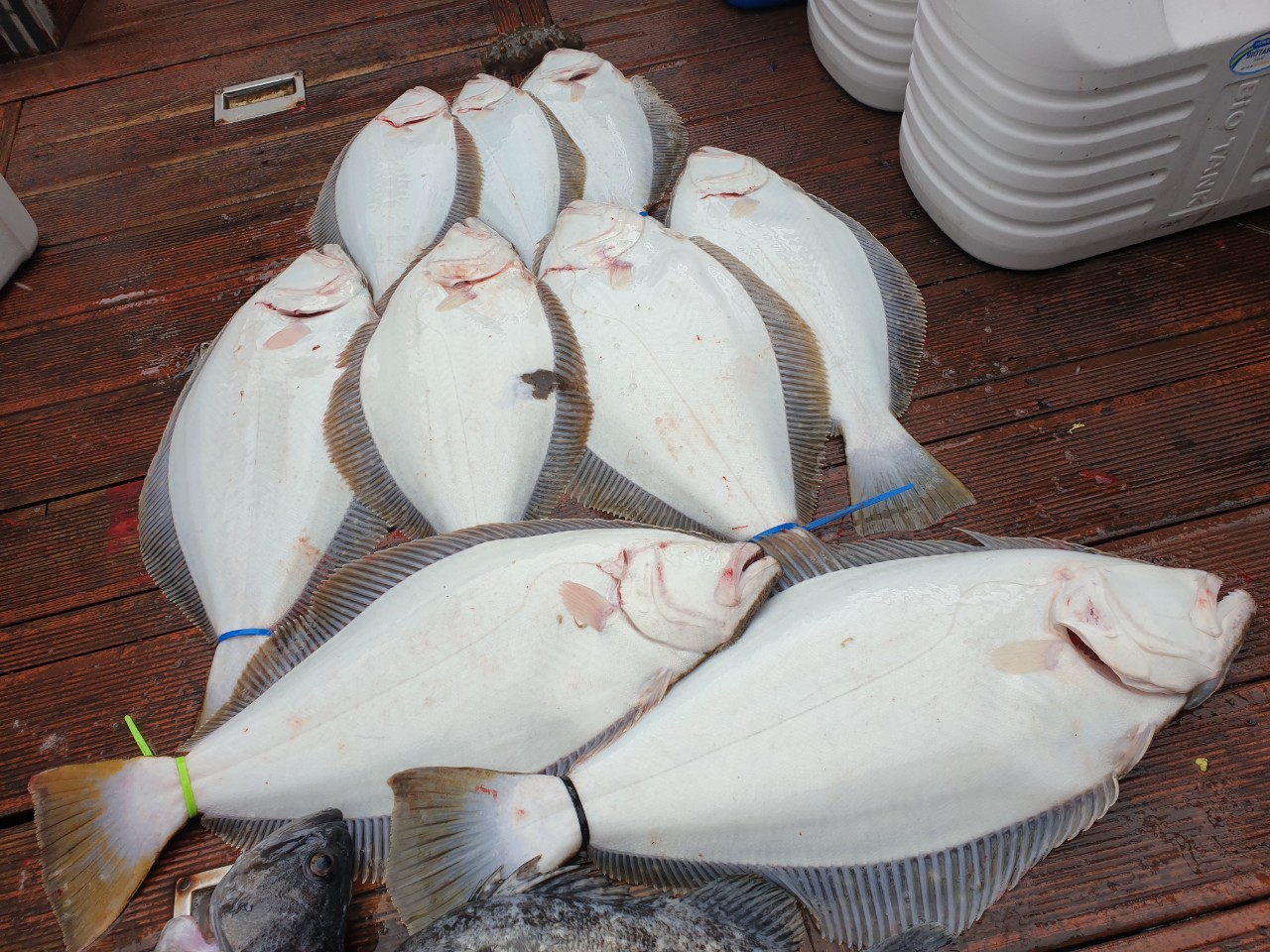 [푸른바다3호] 4월 12일, 11물