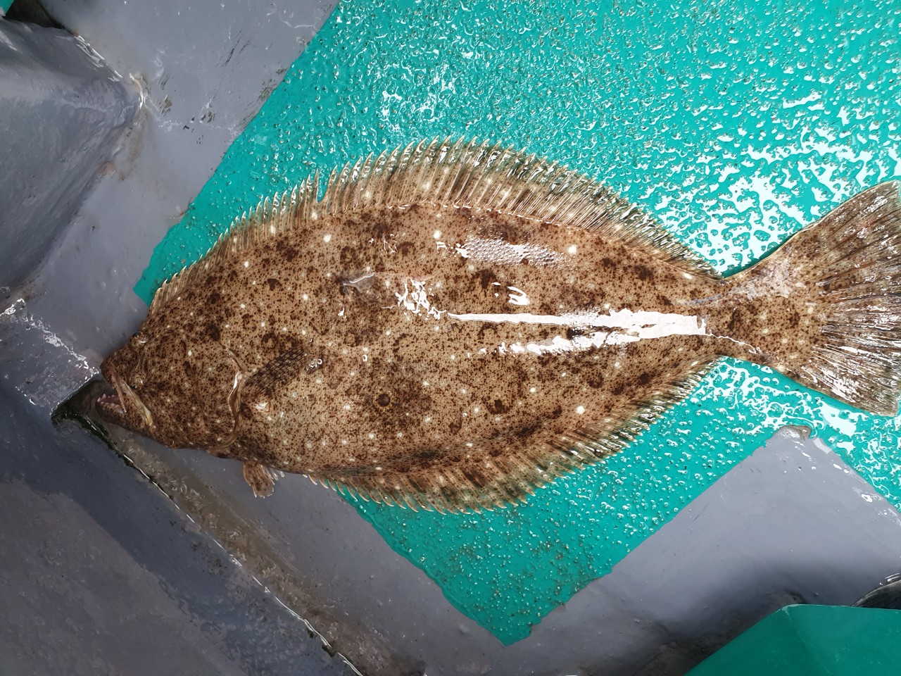 [푸른바다 7호]20년 5월 3일 조황정보