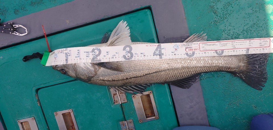 [푸른바다 7호]6월 20일 외수질 조행기!