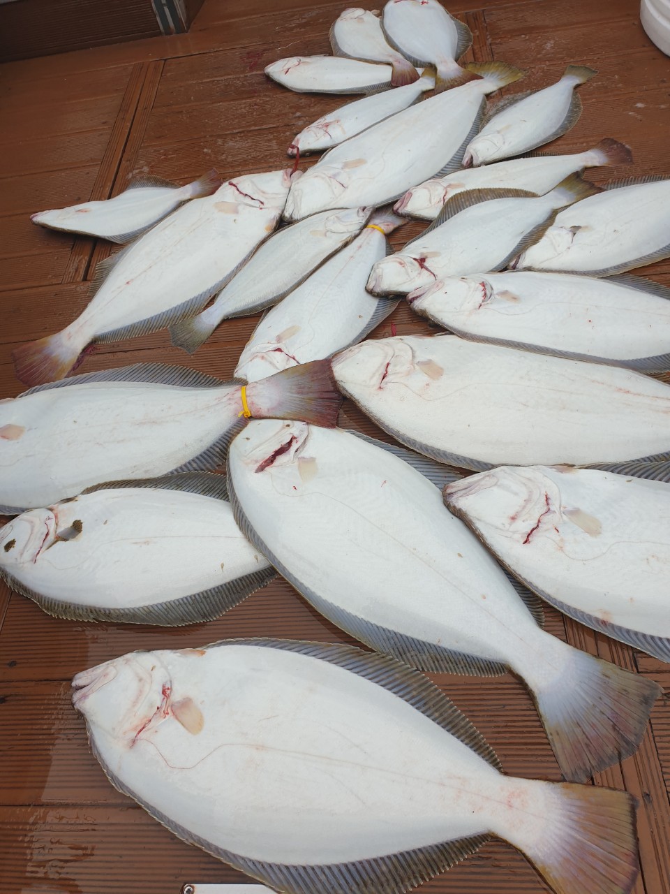 [푸른바다3호]7월 26일 12물 농어 외수질 조황!