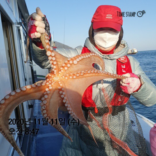 [[[푸바5호]]] 11월 11일 문어~ 조행기~