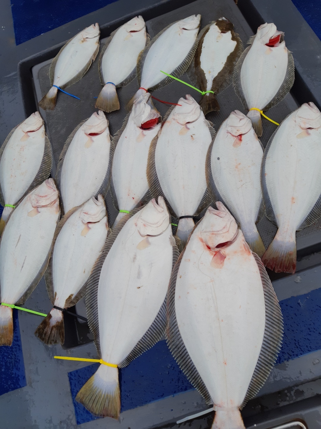 [[푸바 5호]] 2021년 4월 22일  광어,우럭 다운샷~  탐사 조행기~