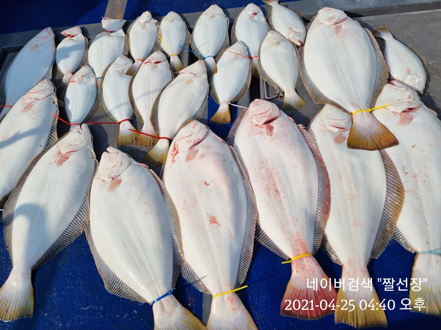[[푸바5호]] 2021년 4월 25일 광어.우럭 다운샷  짤선장 탐사조행기~