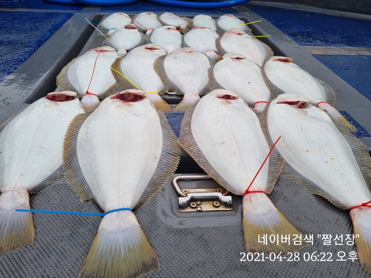 [[푸바5호]] 2021년 4월 28일 광어.우럭 다운샷  짤선장 탐사조행기~