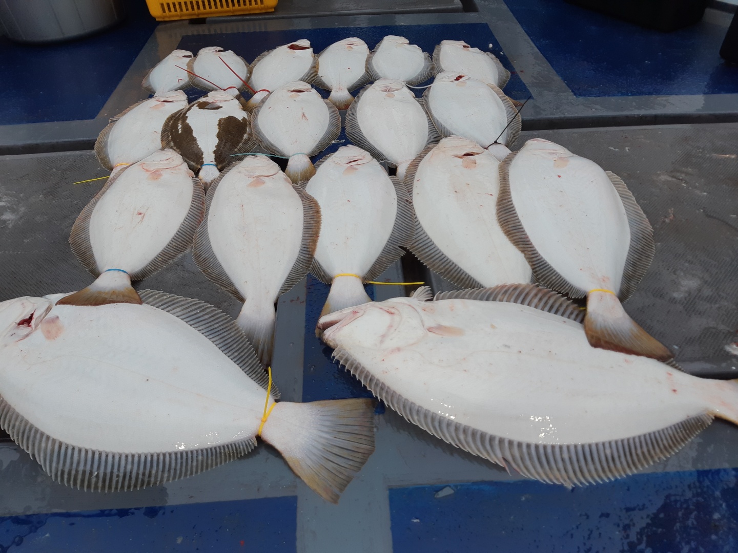 [[푸바5호]] 2021년 5월 15일 짤선장 광어.우럭 다운샷  짤선장 조행기~