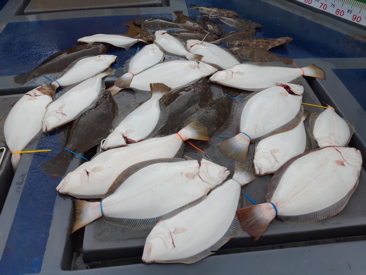 [[푸바5호]] 2021년 5월 30일 짤선장 광어.우럭 다운샷  조행기~