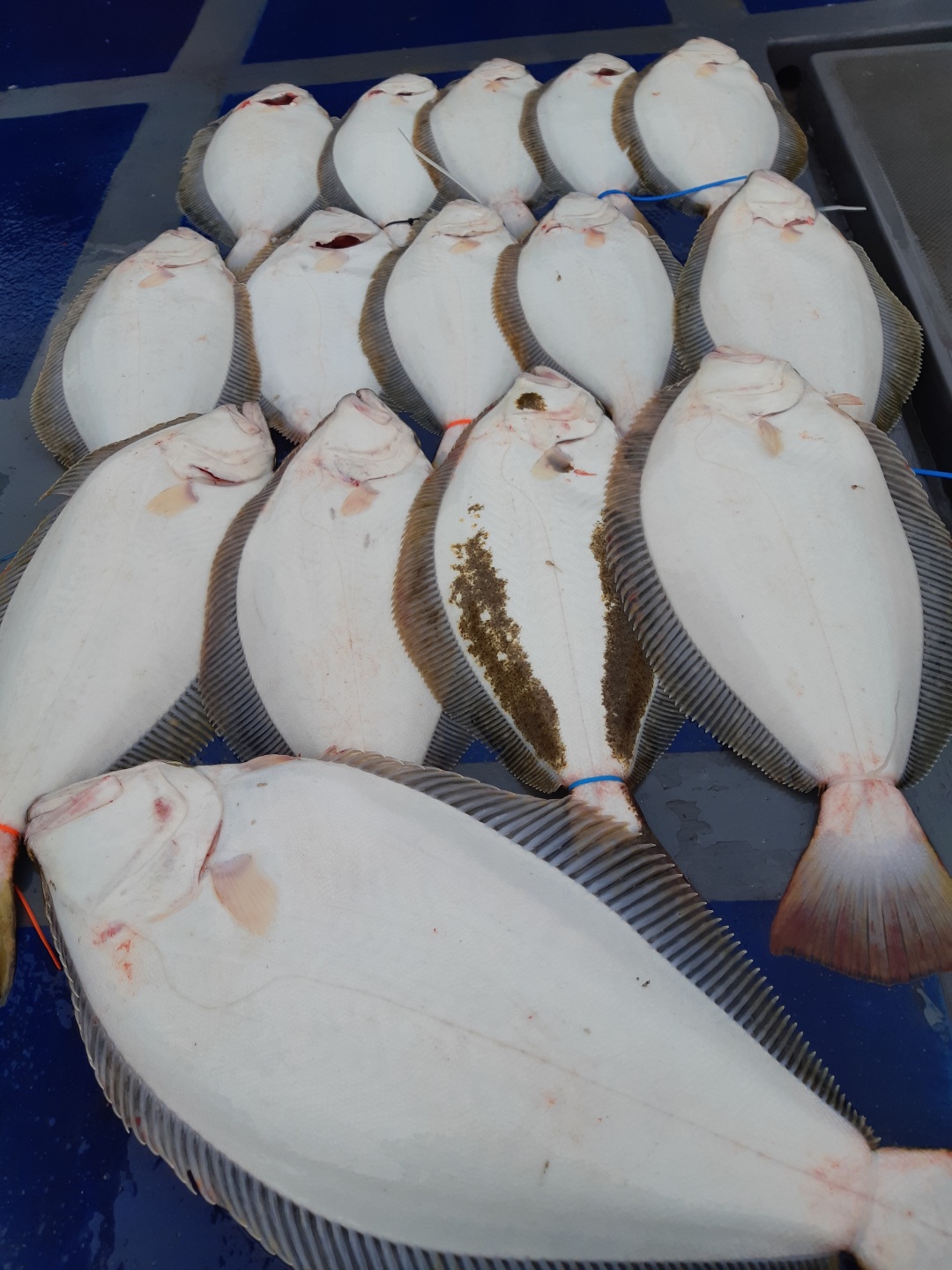 [[푸바5호]] 2021년 5월 23일 짤선장 광어.우럭 다운샷  짤선장 조행기~