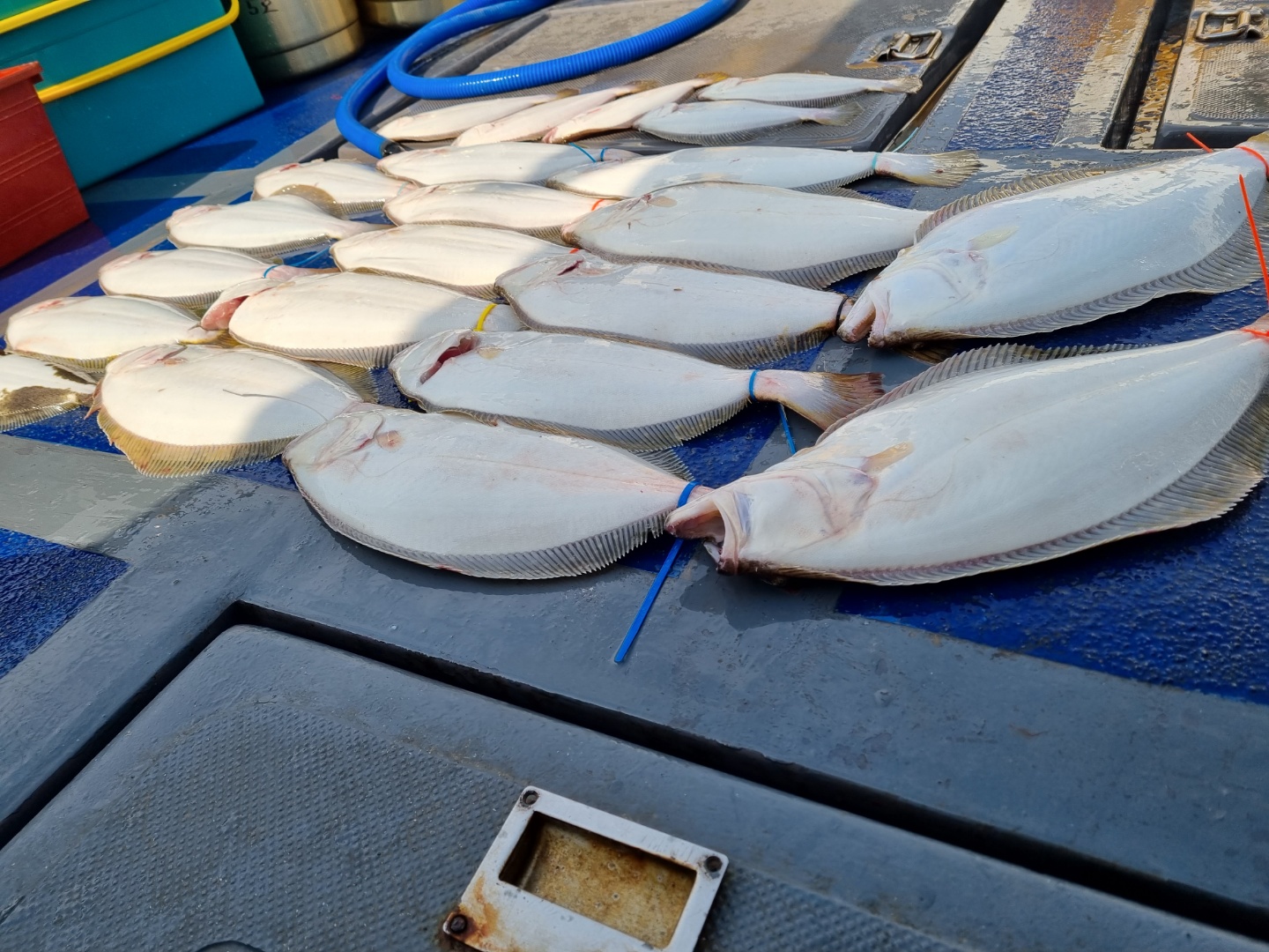 [[푸바5호]] 2021년 5월 29일 짤선장 광어.우럭 다운샷  조기입항한날~