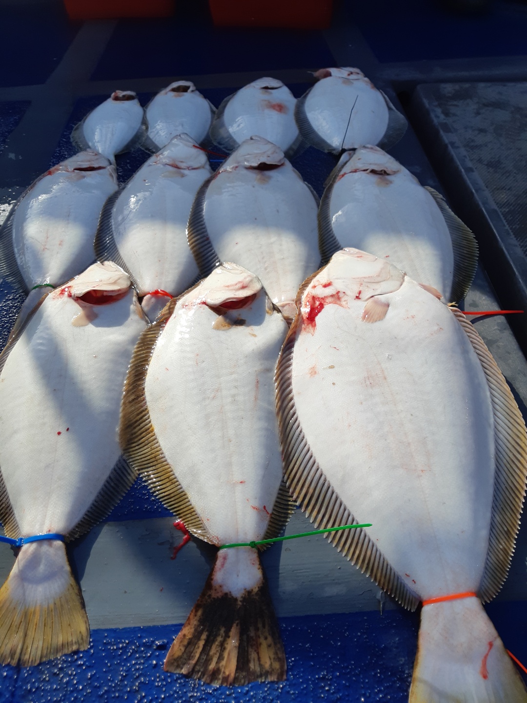 [[푸바5호]] 2021년 5월 9일 짤선장 광어.우럭 다운샷  짤선장 탐사조행기~