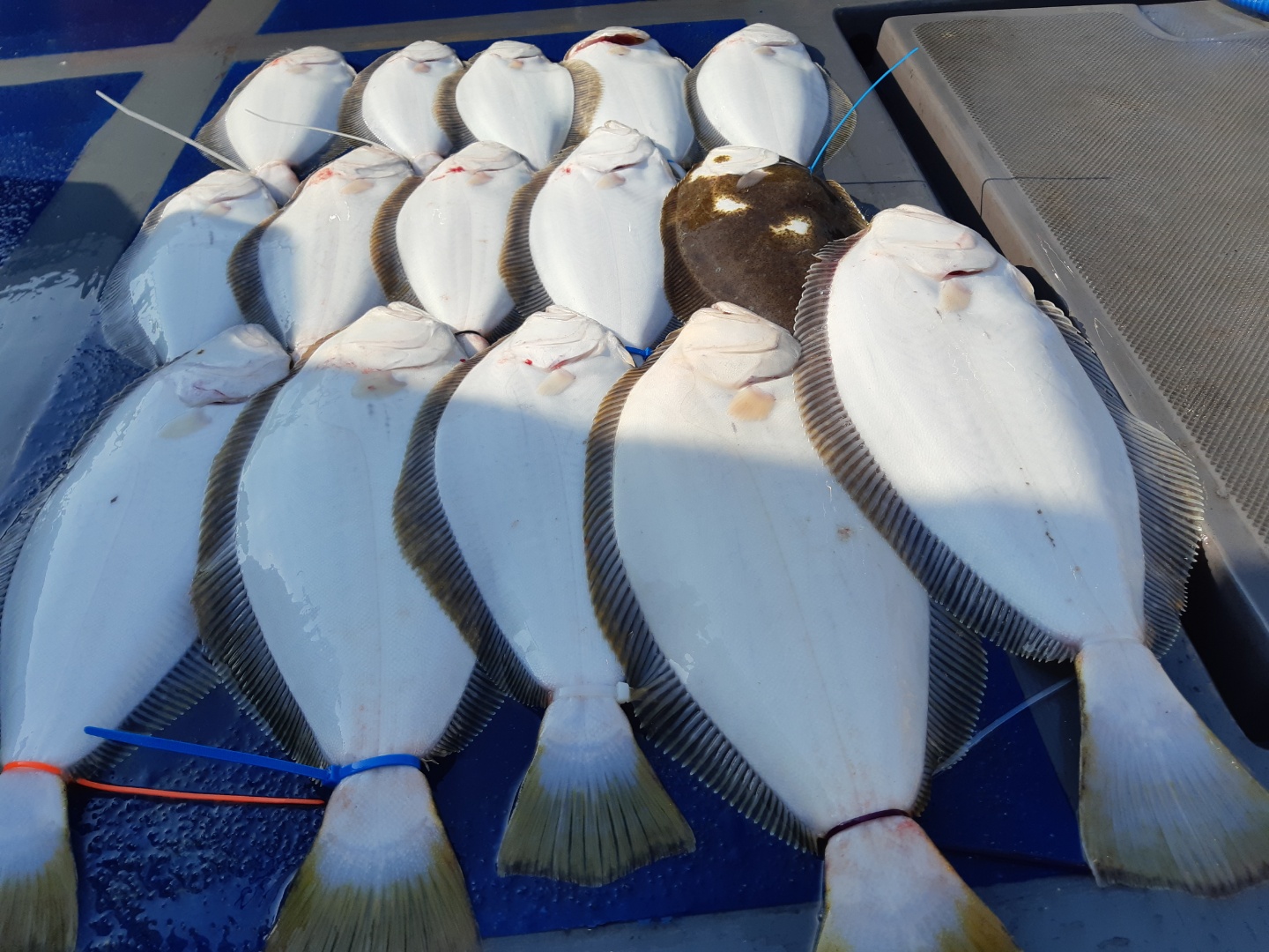 [[푸바5호]] 2021년 5월 22일 짤선장 광어.우럭 다운샷  짤선장 조행기~