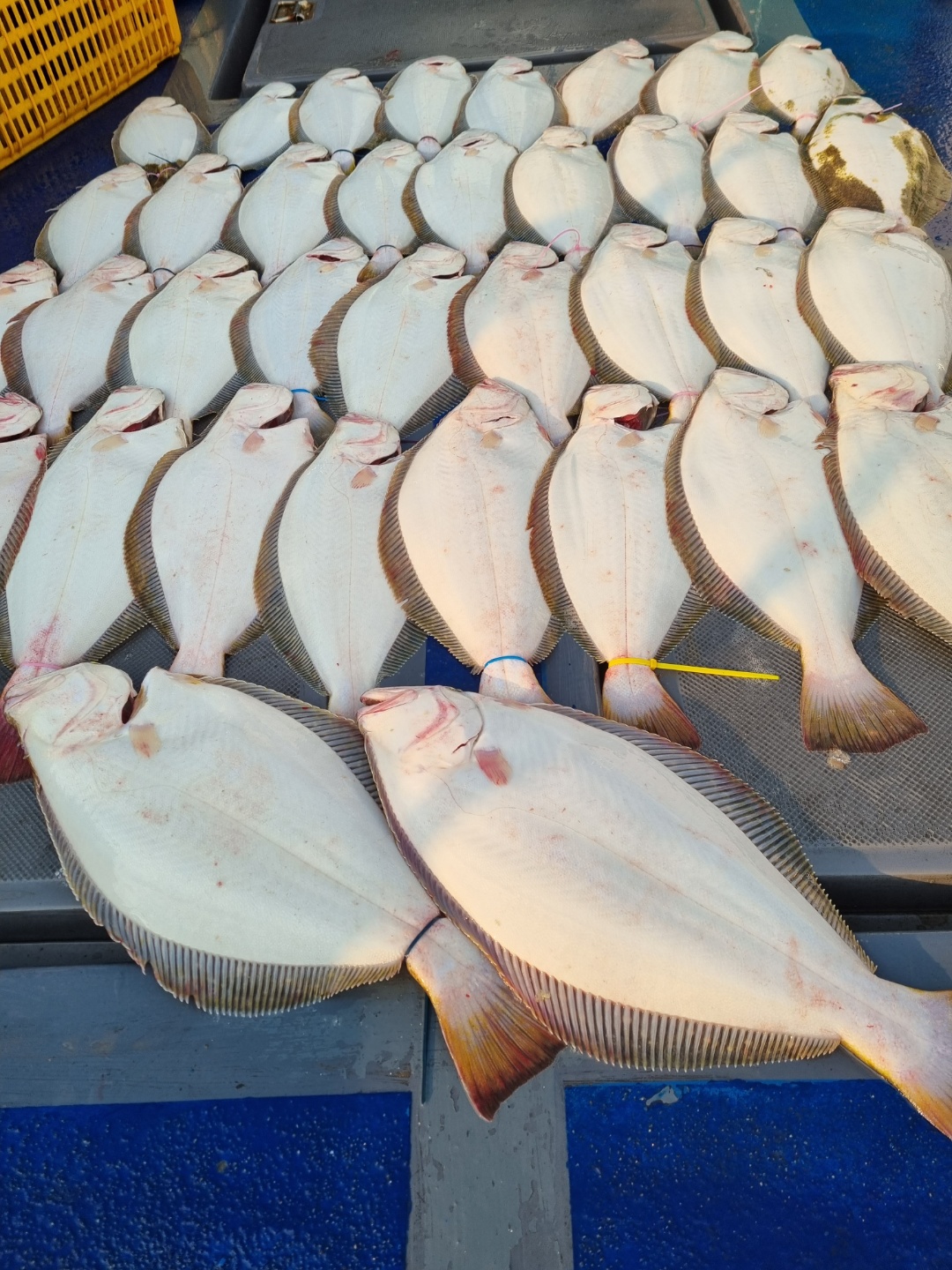 [[푸바5호]] 2021년 6월 26일 짤선장 광어.우럭 다운샷  짤선장 탐사조행기~