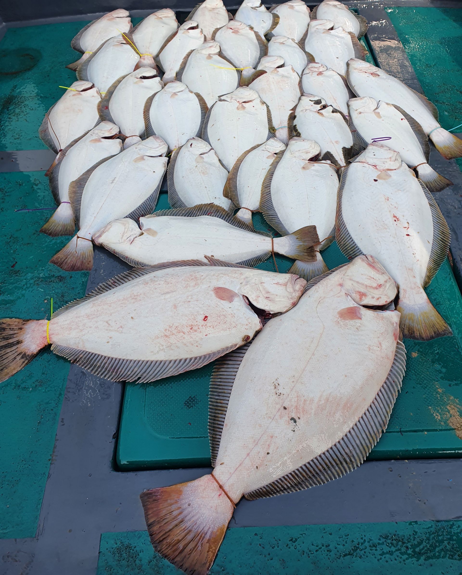 ★★ 푸바7호 ★★ 21.06.12 우럭/광어 조황정보