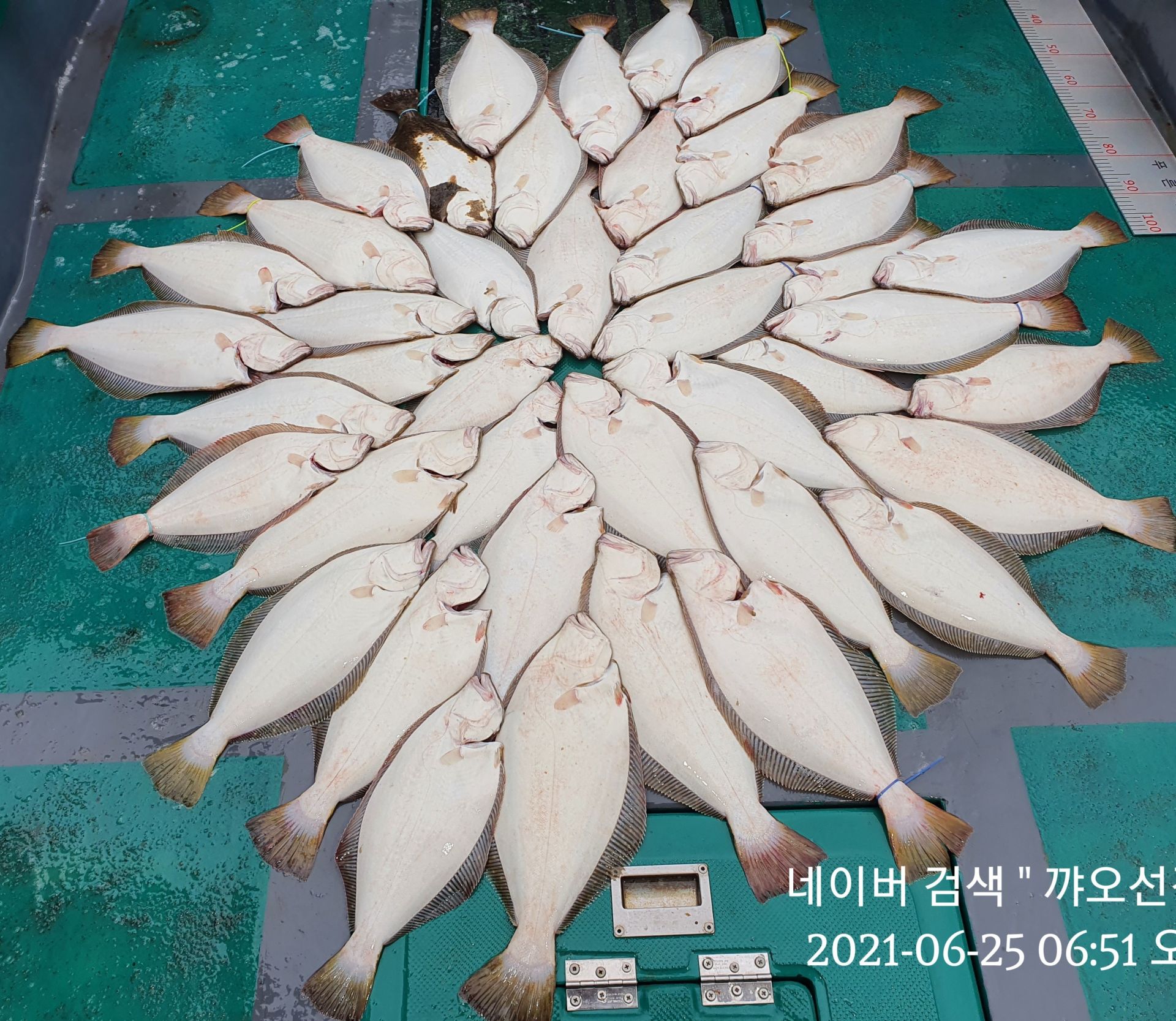 ★★ 푸바7호 ★★ 21.06.25 꺄오선장 조황정보