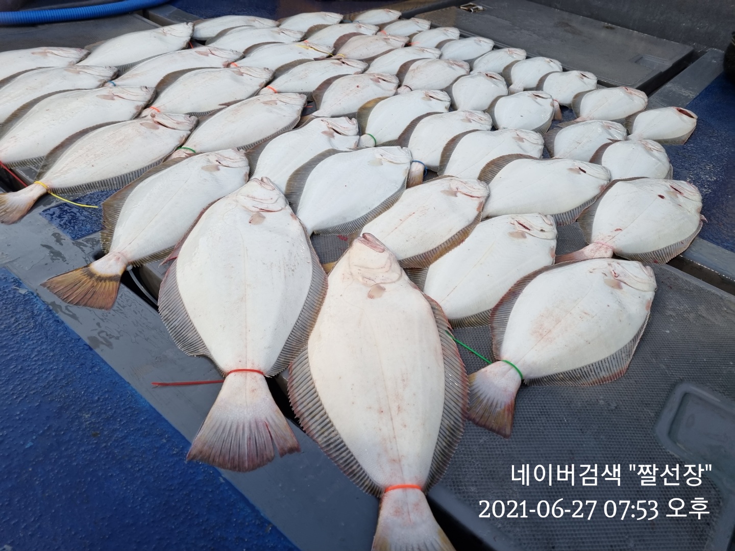 [[푸바5호]] 2021년 6월 27일 짤선장 광어.우럭 다운샷  짤선장 조행기~