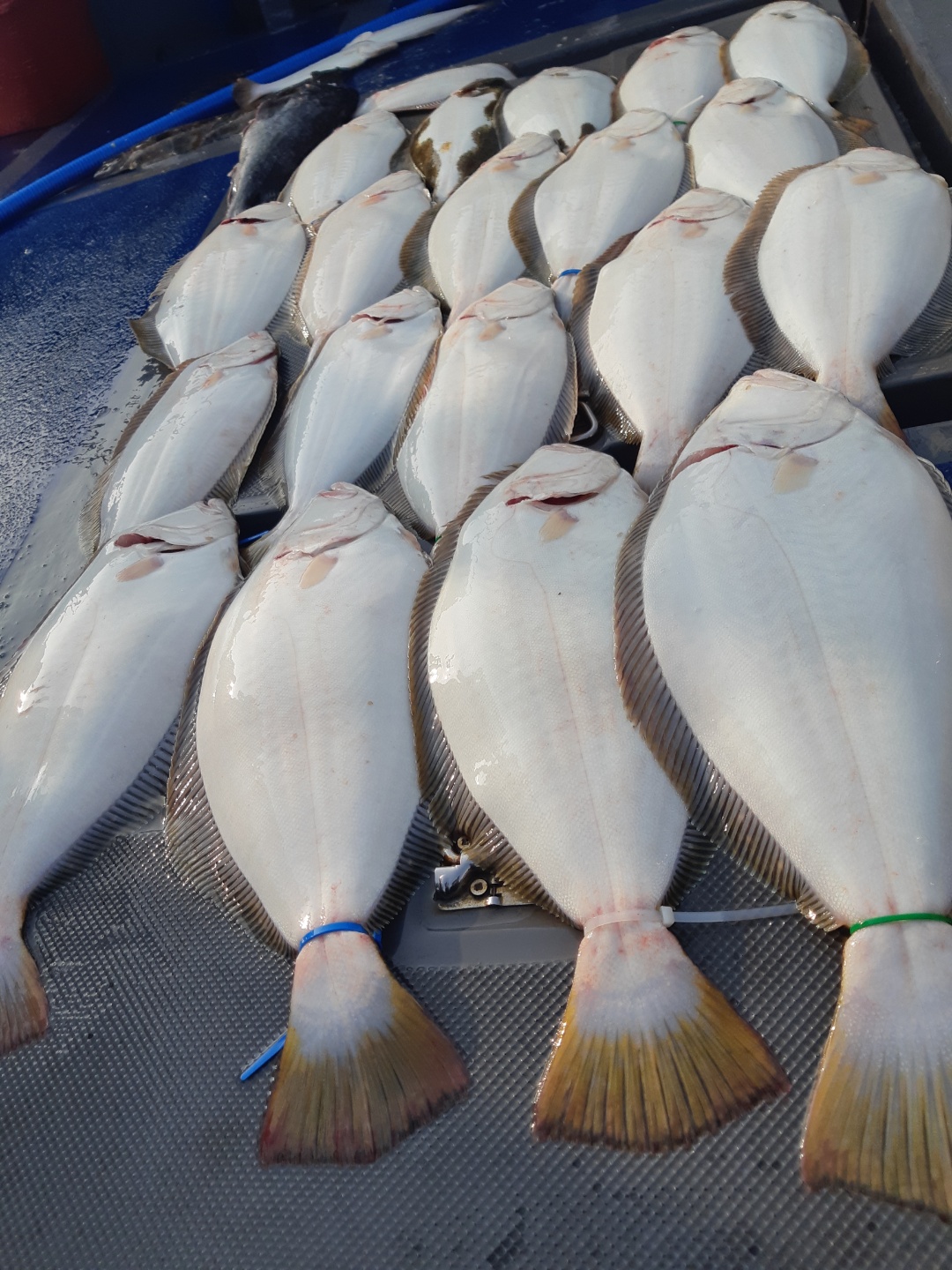 [[푸바5호]] 2021년 6월 13일 짤선장 광어.우럭 다운샷  짤선장 조행기~