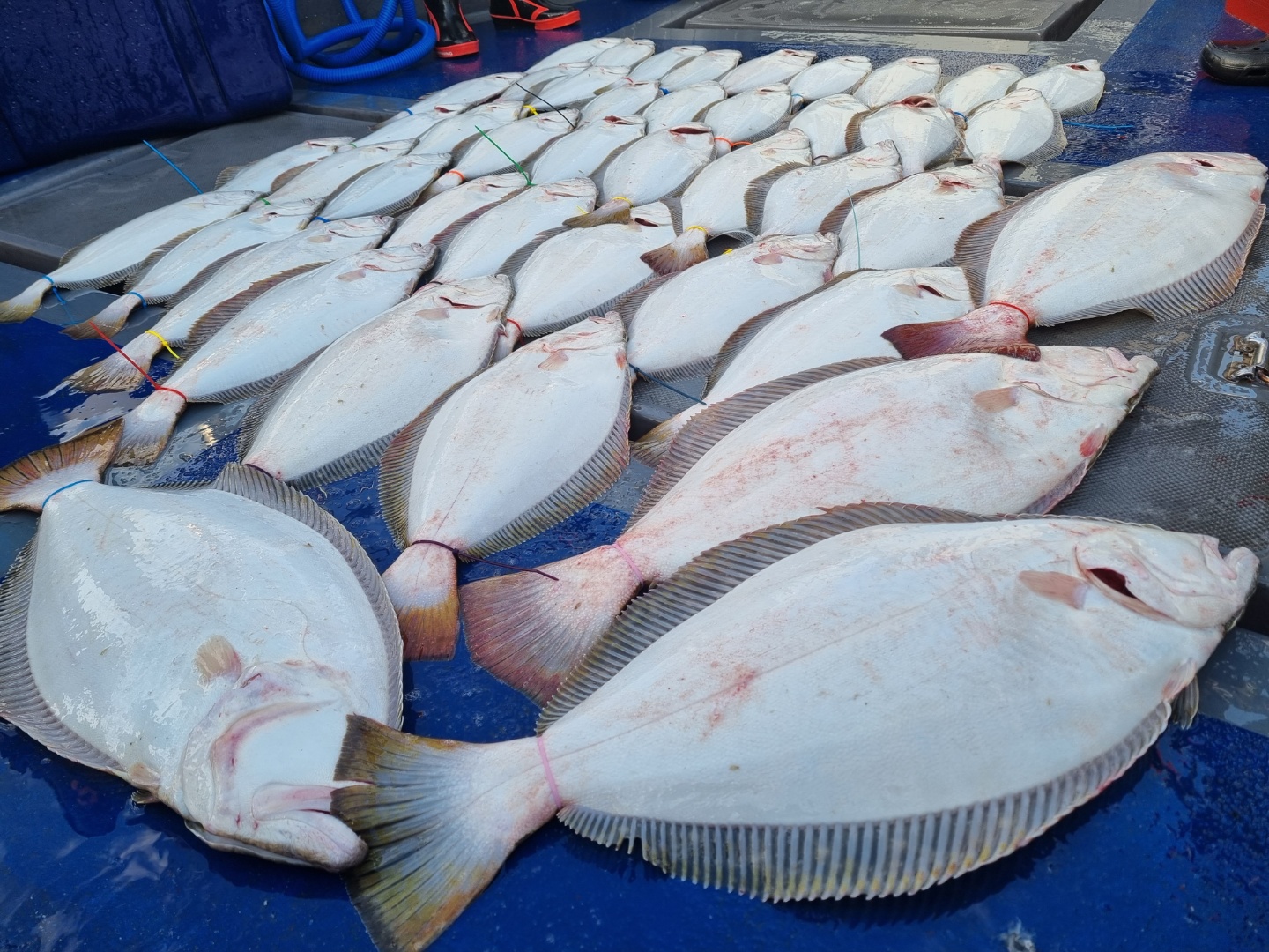 [[푸바5호]] 2021년 6월 19일 짤선장 광어.우럭 다운샷  짤선장 조행기~