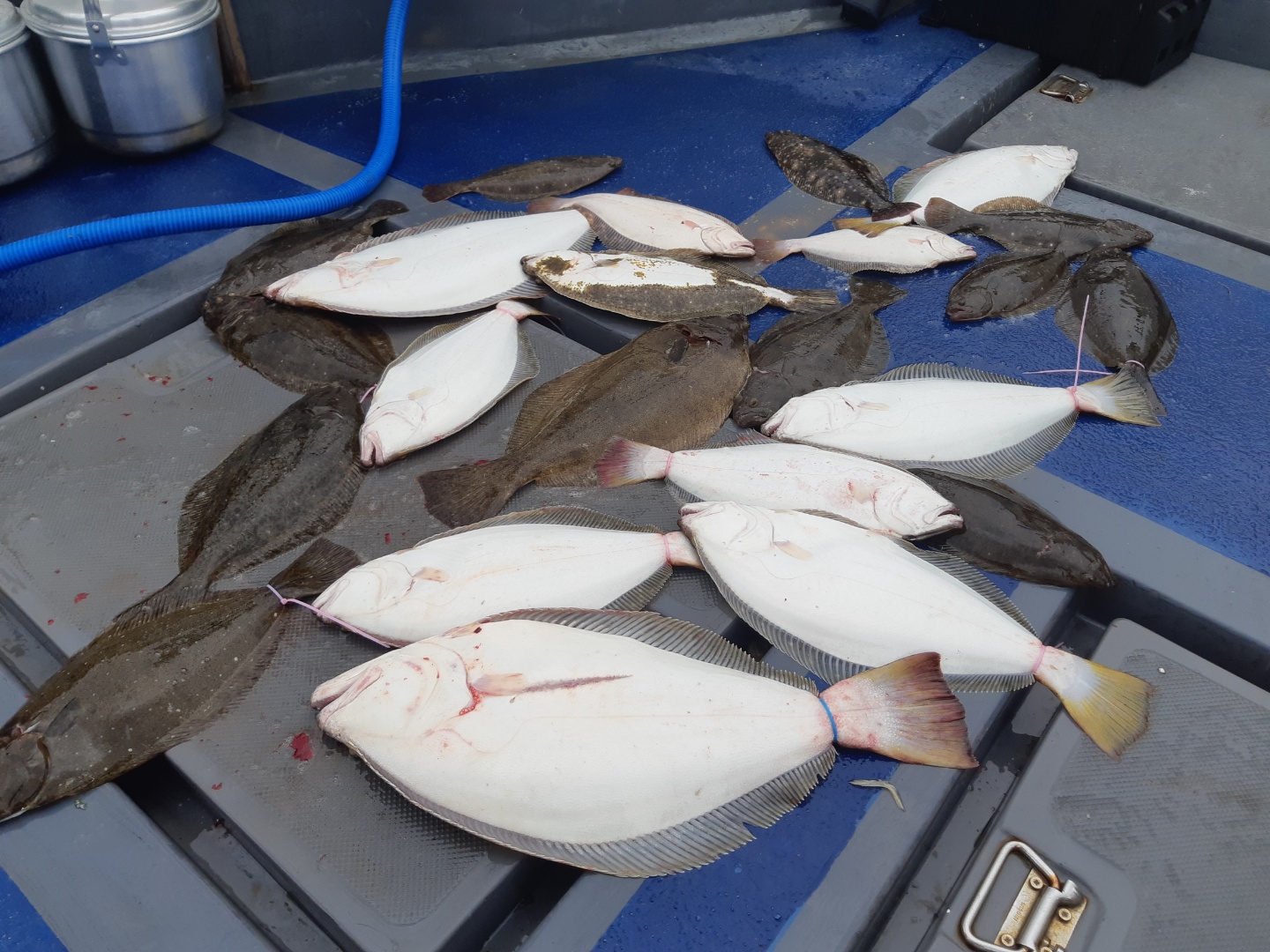 [[푸바5호]] 2021년 7월 17일 짤선장 광어.우럭 다운샷  조기입항한날~