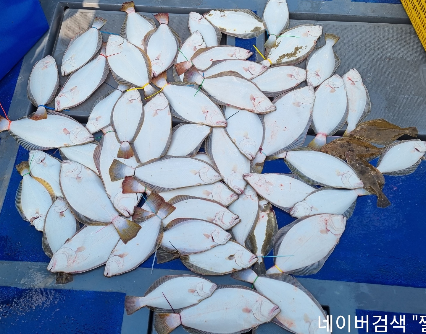 [[푸바5호]] 2021년 8월 14.15일 짤선장 문어.광어  병행 조행기~