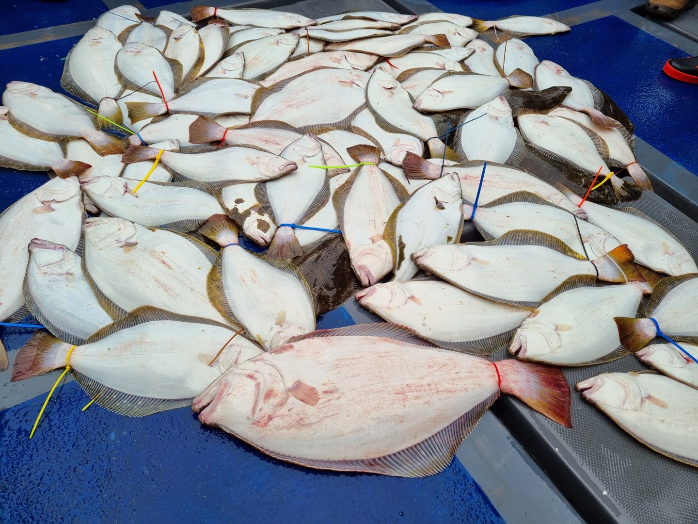 [[푸바5호]] 2021년 8월 28일 짤선장 짤,s 광어 다운샷대회~