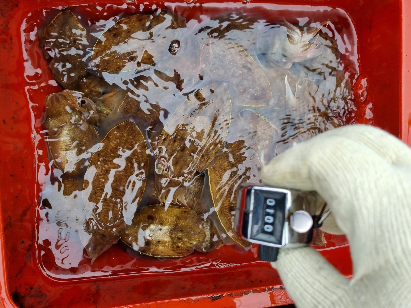 [[푸바5호]] 2021년 9월 25일 짤선장 쭈꾸미 조행기~